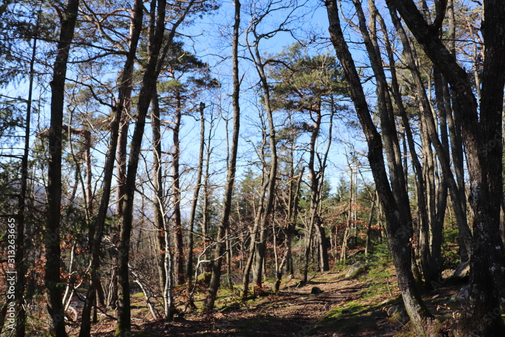 Forêt en hiver autour du col de Malval - Commune de Courzieu - Département Rhône - France Forêt en hiver autour du col de Malval - Commune de Courzieu - Département Rhône - France