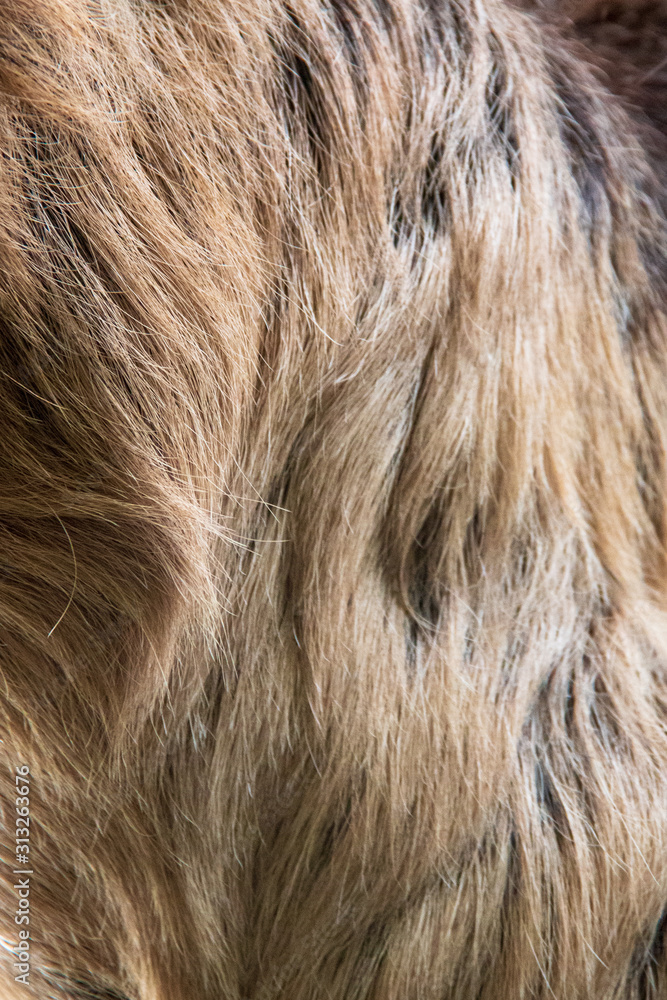 Close-up view of the woolly long hair of the fur of a Linnaeus's two-toed sloth (Choloepus didactylus) Close-up view of the woolly long hair of the fur of a Linnaeus's two-toed sloth (Choloepus didactylus)