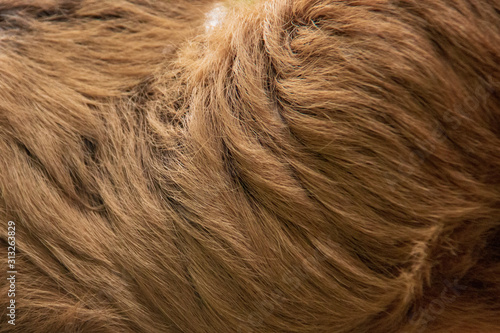Close-up view of the woolly long hair of the fur of a Linnaeus's two-toed sloth (Choloepus didactylus) photo