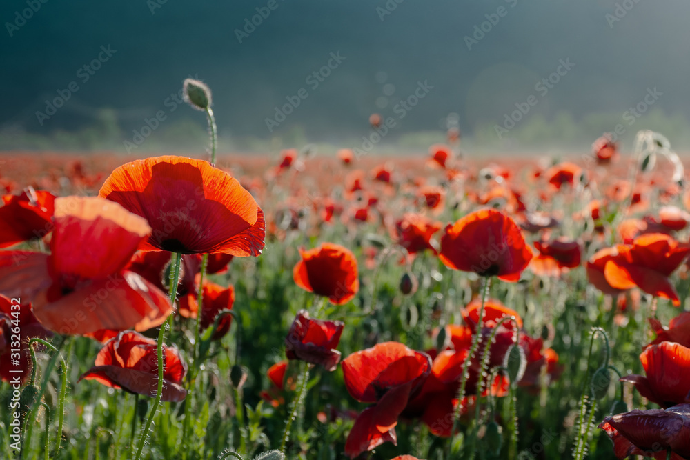 Obraz premium blooming field of red poppy flowers at sunset. abstract nature blur. nature scenery with blurred background in evening light