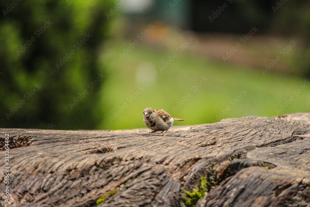 A sparrow bird on the tree trunk A sparrow bird on the tree trunk