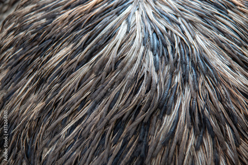Plumage of an adult Emu (Dromaius novaehollandiae)