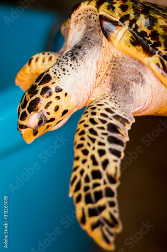 close up of turtle © hvaddi9