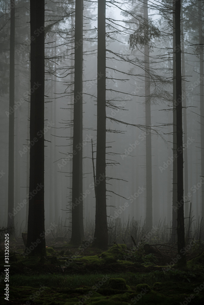 Obraz premium dark and foggy forest with leafless trees and mossy ground