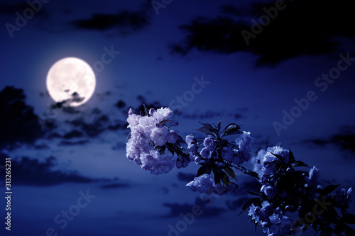 cherry blossom on the blue sky background at night. wonderful spring nature scenery in pink full moon light
