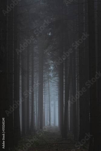 dark and foggy forest path with leafless trees and mossy ground