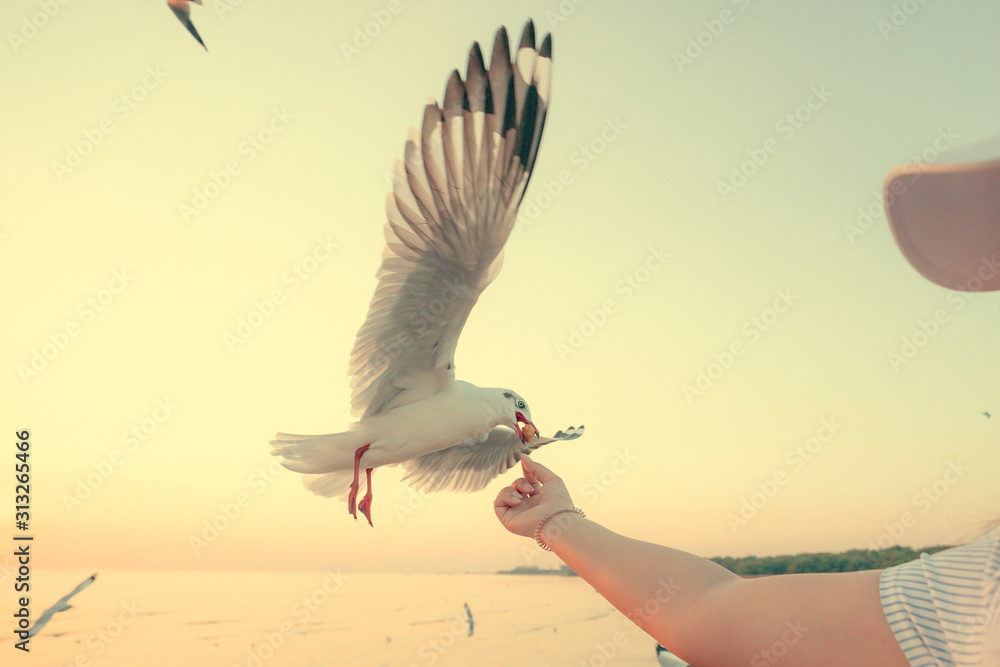 Naklejka bird in the hand