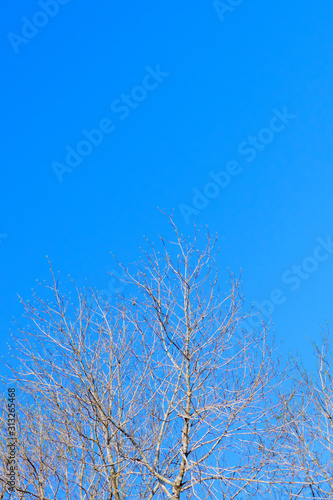 Dry tree on sky background