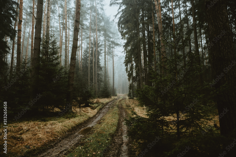 Muddy wet forest road after the night rain leading through the dark foggy forest in the autumn morning. Muddy wet forest road after the night rain leading through the dark foggy forest in the autumn morning.