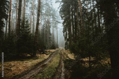 Muddy forest path through dark foggy woods in autumn after rain