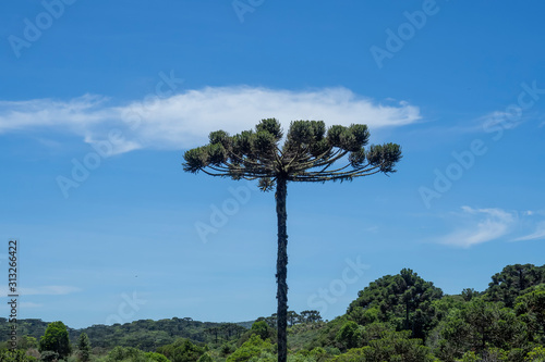 Araucaria