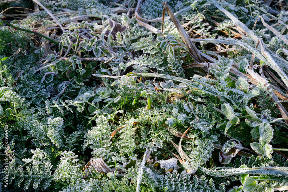 Frost on grass and leaves in nature Frost on grass and leaves in nature