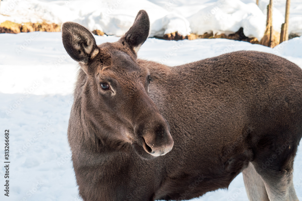 Fototapeta premium Young moose (Alces alces) standing in a winter landscape