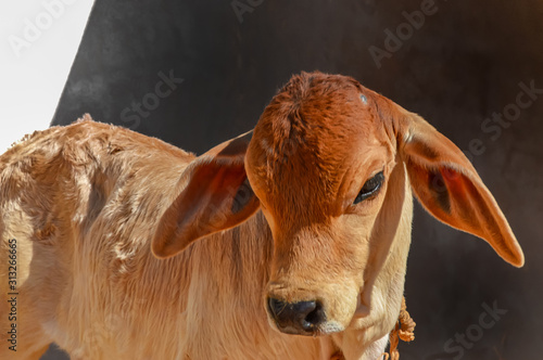 cattle in farm scene from India,china cow calf in farm,beautiful view of zebu calf,top view of young calf,kathiyawadi cow(gay) photo