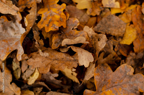A lot of dry autumn leaves