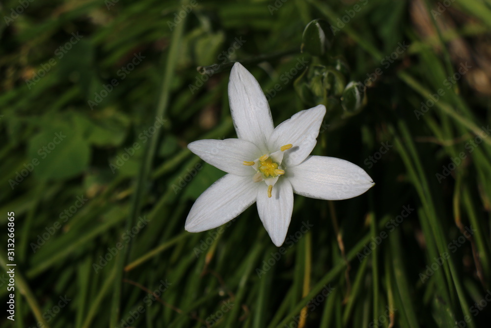 A very beautiful flower