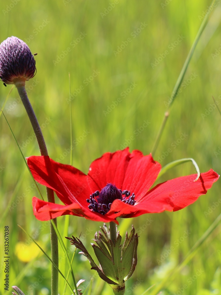 A very beautiful flower