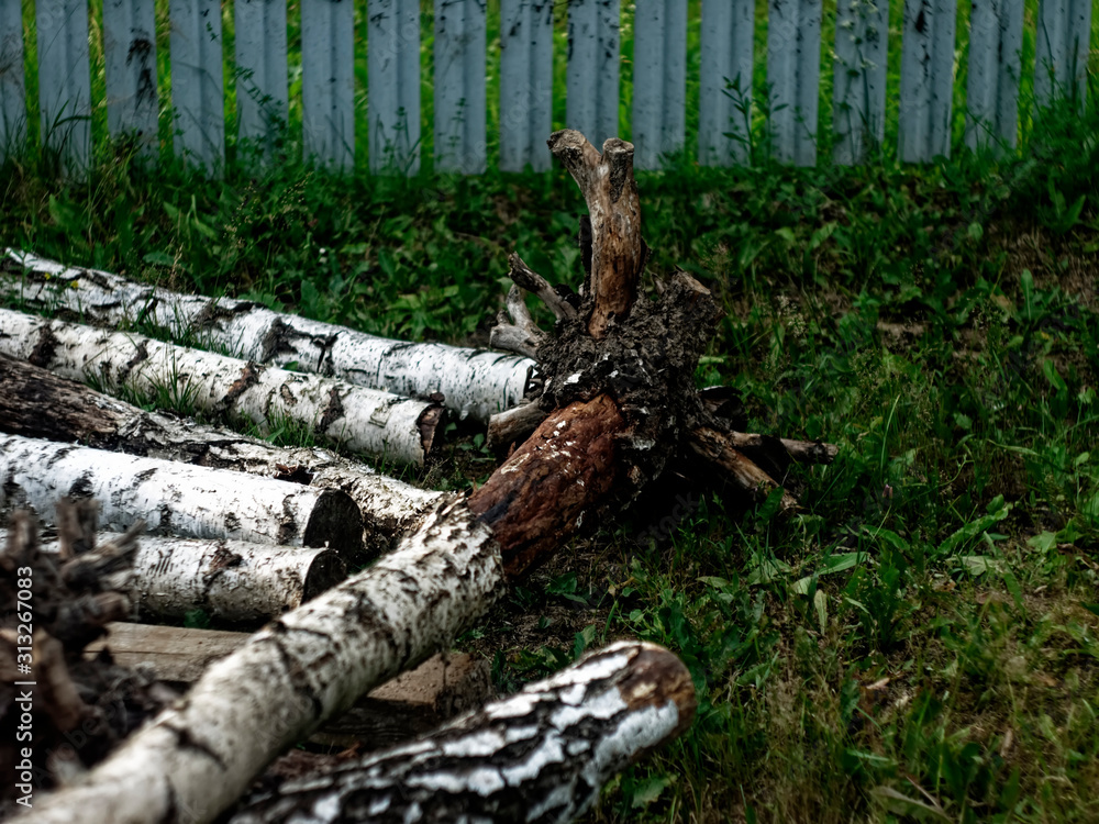 wood from the roots of the birch, Russia. wood from the roots of the birch, Russia.
