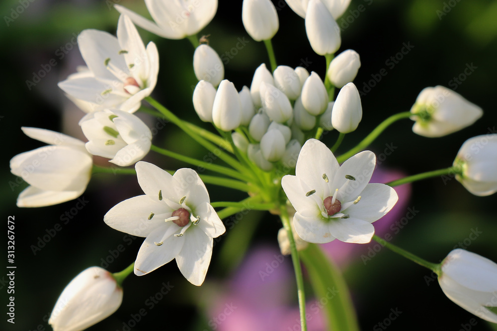 A very beautiful flower