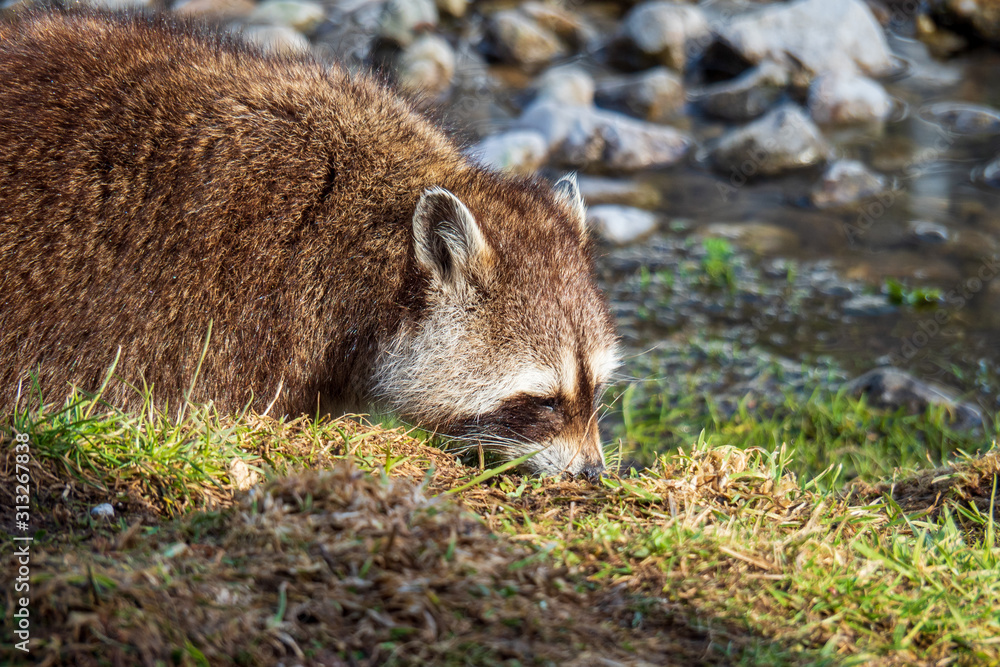 Raccoon with beautiful facial mask walking along the bank of a creek heading for the cold water Raccoon with beautiful facial mask walking along the bank of a creek heading for the cold water