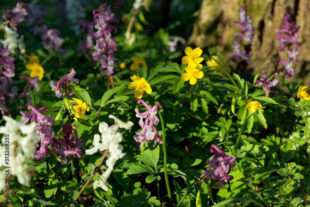 The flower of the Corydalis solida, the fumewort and the Anemone ranunculoides, the yellow anemone The flower of the Corydalis solida, the fumewort and the Anemone ranunculoides, the yellow anemone