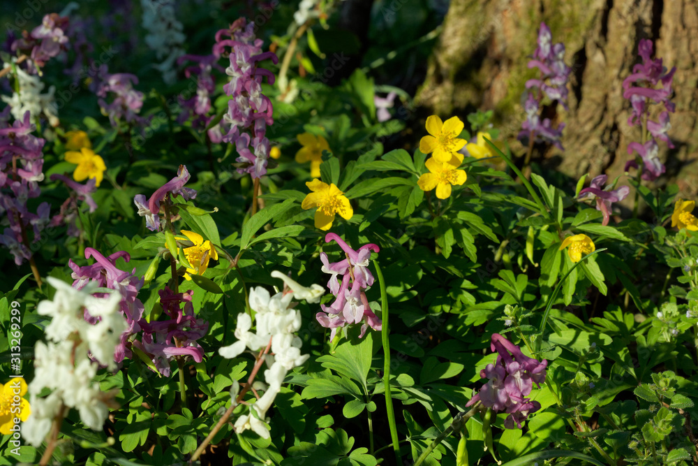 The flower of the Corydalis solida, the fumewort and the Anemone ranunculoides, the yellow anemone