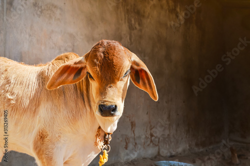 Brahman calves, brown calves, cows, young, walking in a single,indian cow boy photo