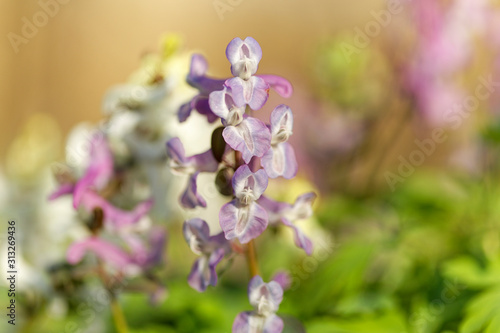 The flower of the Corydalis solida, the fumewort