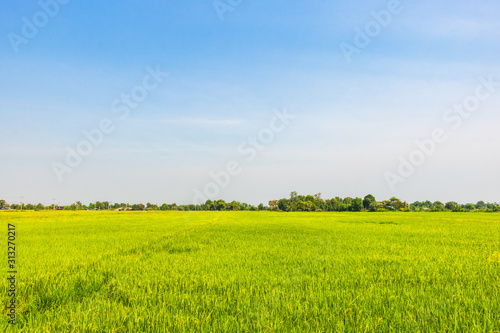 Green field and blue sky with cloud at agriculture countryside.