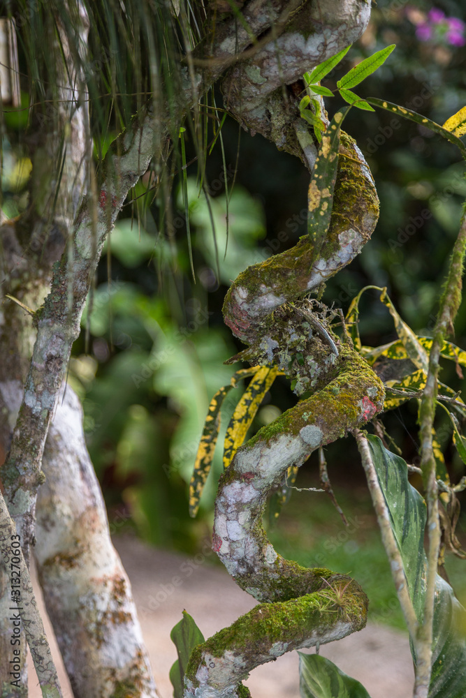 detail of a liana in a forest in Costa Rica