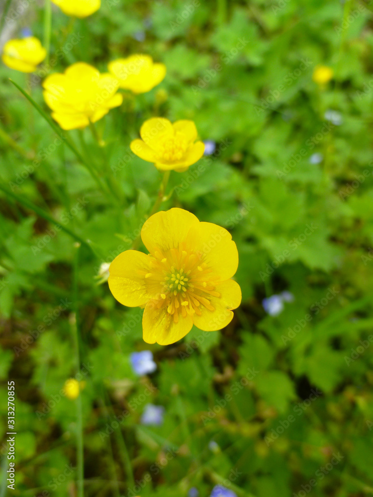 Ranunculus acris (meadow buttercup, tall buttercup, giant buttercup). Close up of a Common Buttercup yellow flowers on green grass background. Selective focus, blurred background. Ranunculus acris (meadow buttercup, tall buttercup, giant buttercup). Close up of a Common Buttercup yellow flowers on green grass background. Selective focus, blurred background.