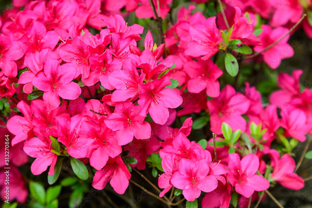 Bush of delicate pink magenta flowers of azalea or Rhododendron plant in a sunny spring Japanese garden, beautiful outdoor floral background Bush of delicate pink magenta flowers of azalea or Rhododendron plant in a sunny spring Japanese garden, beautiful outdoor floral background