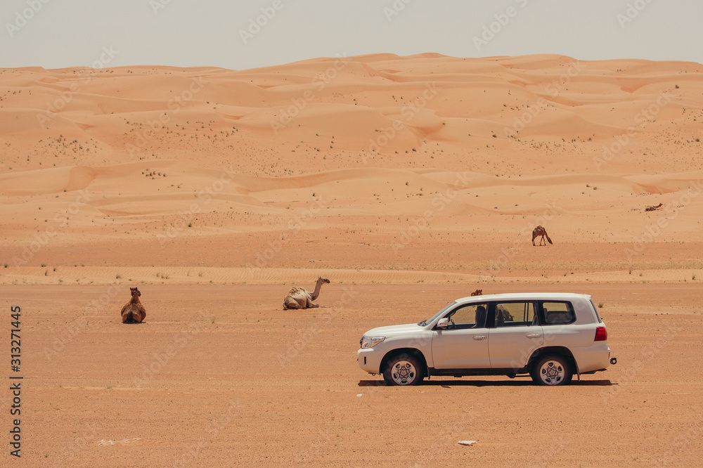 car in dessert with camel side view