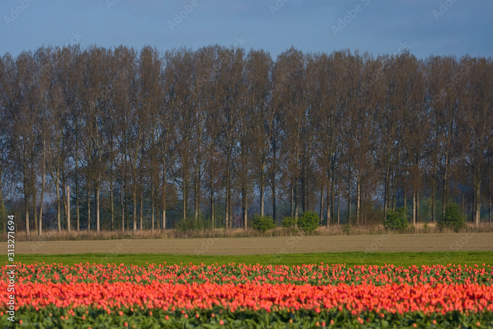 Tulip field landscape  in Netherlands