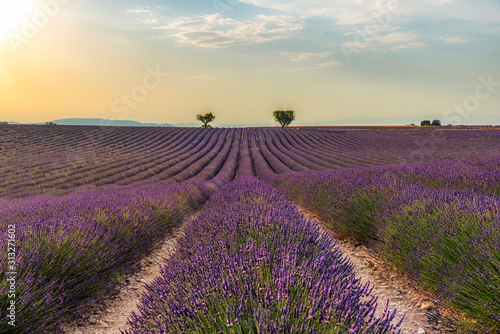 Lavender © finkandreas