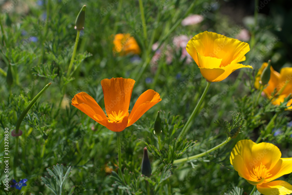 Orange flowers of eschscholzia californica or california poppy Orange flowers of eschscholzia californica or california poppy
