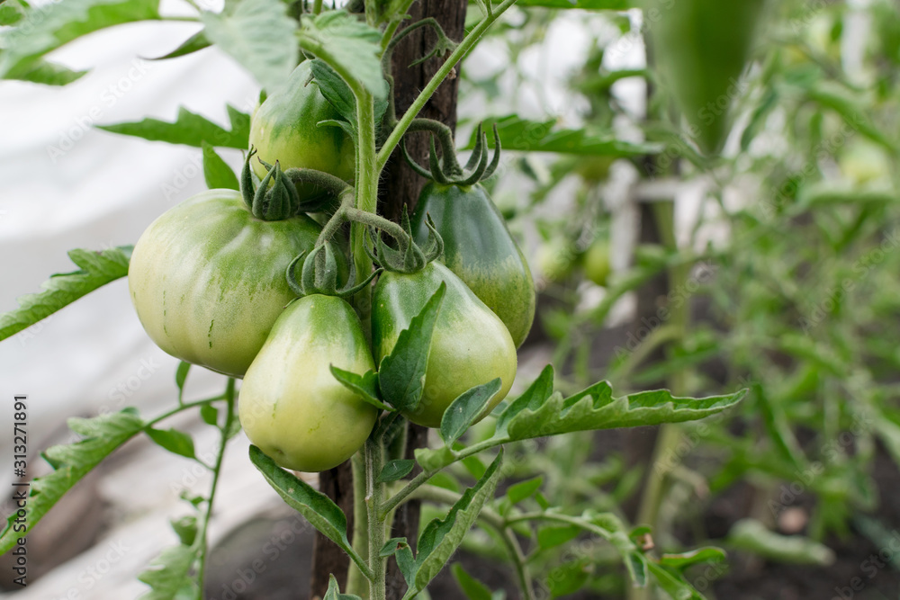 Rows of eco unripe green tomatoes growing on the garden bed Rows of eco unripe green tomatoes growing on the garden bed