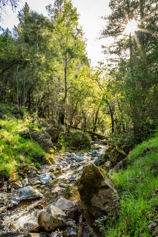 Creek flows between fresh spring grass on moss covered rocks and between tall oak trees at Sugarloaf Ridge State Park Creek flows between fresh spring grass on moss covered rocks and between tall oak trees at Sugarloaf Ridge State Park
