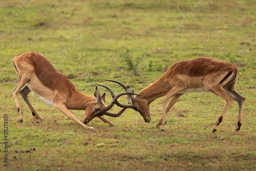 South African impala fighting head to head photo