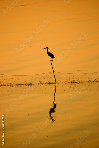 silhouette of a bird in sunset