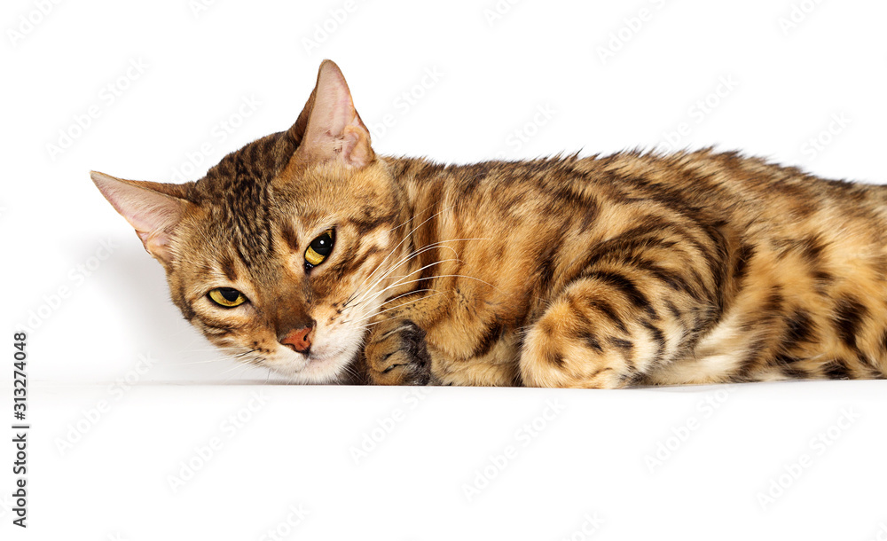 Bengal cat lies on a white background