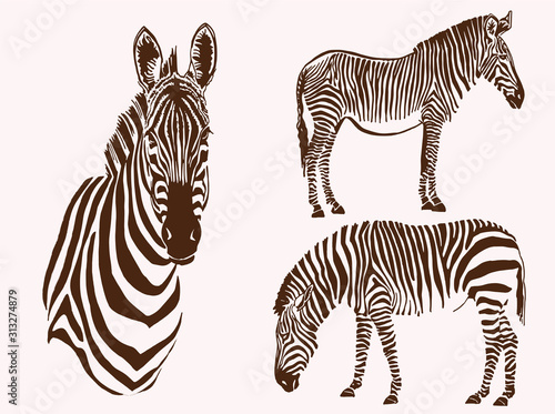 Graphical vintage set of zebras , vector illustration, elements for design