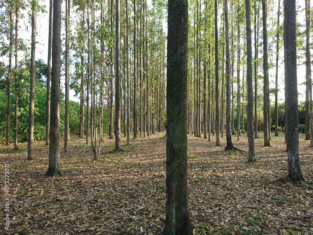 Obraz premium trees in the forest