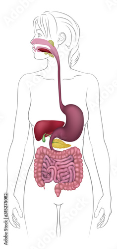 A medical anatomy diagram of a woman showing the human digestive system