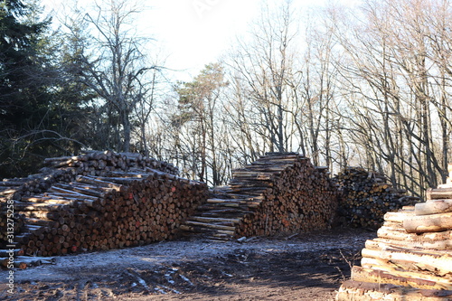 Coupe de bois - Bois coup   au col de Malval - Commune de Courzieu - D  partement du Rh  ne - France