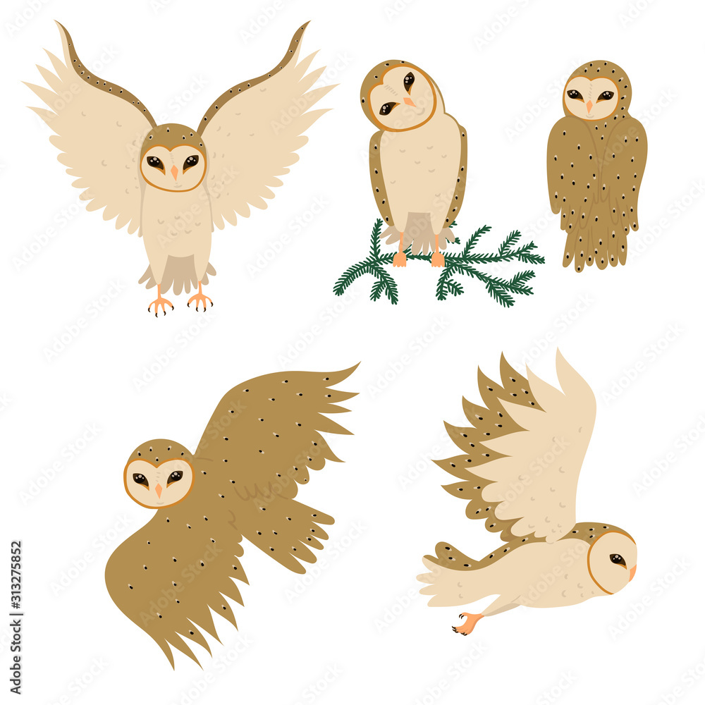 Naklejka premium Set of barn Owls isolated on a white background. Vector graphics.