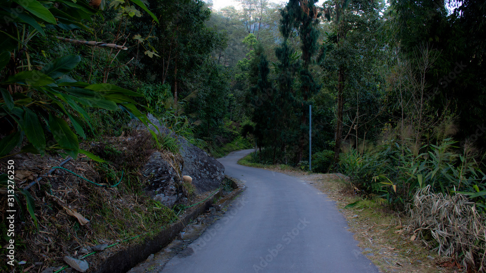 Obraz premium road in forest