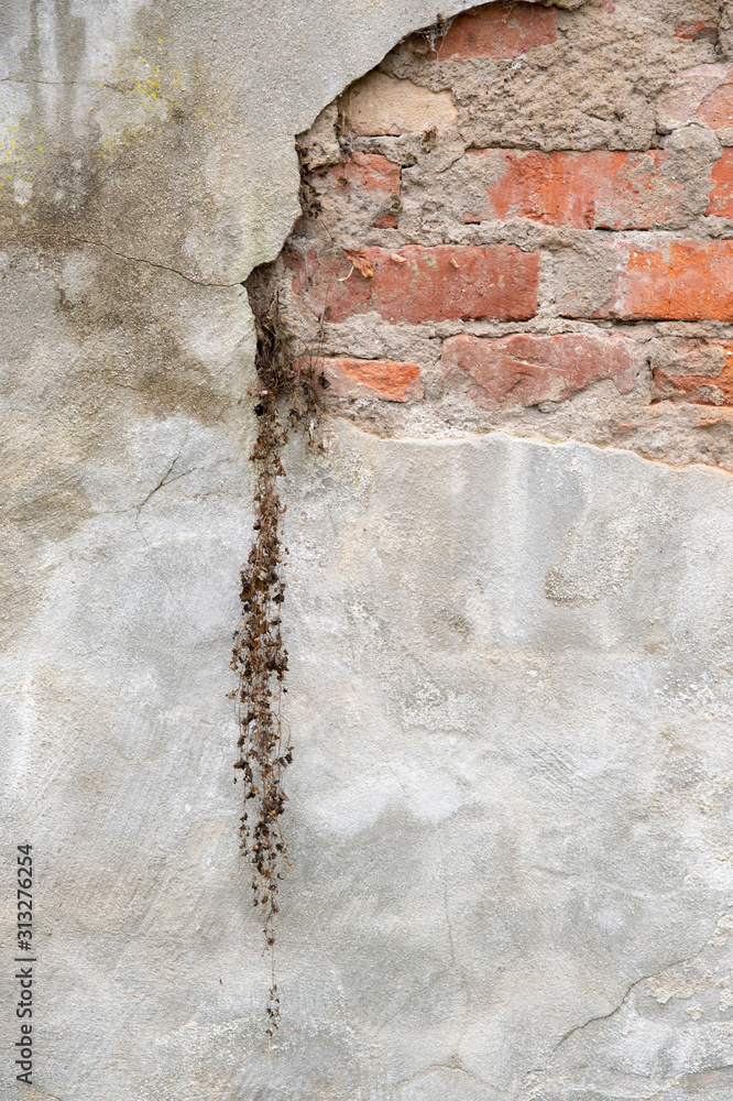 Fototapeta premium Alte Mauer mit vertrockneter Pflanze