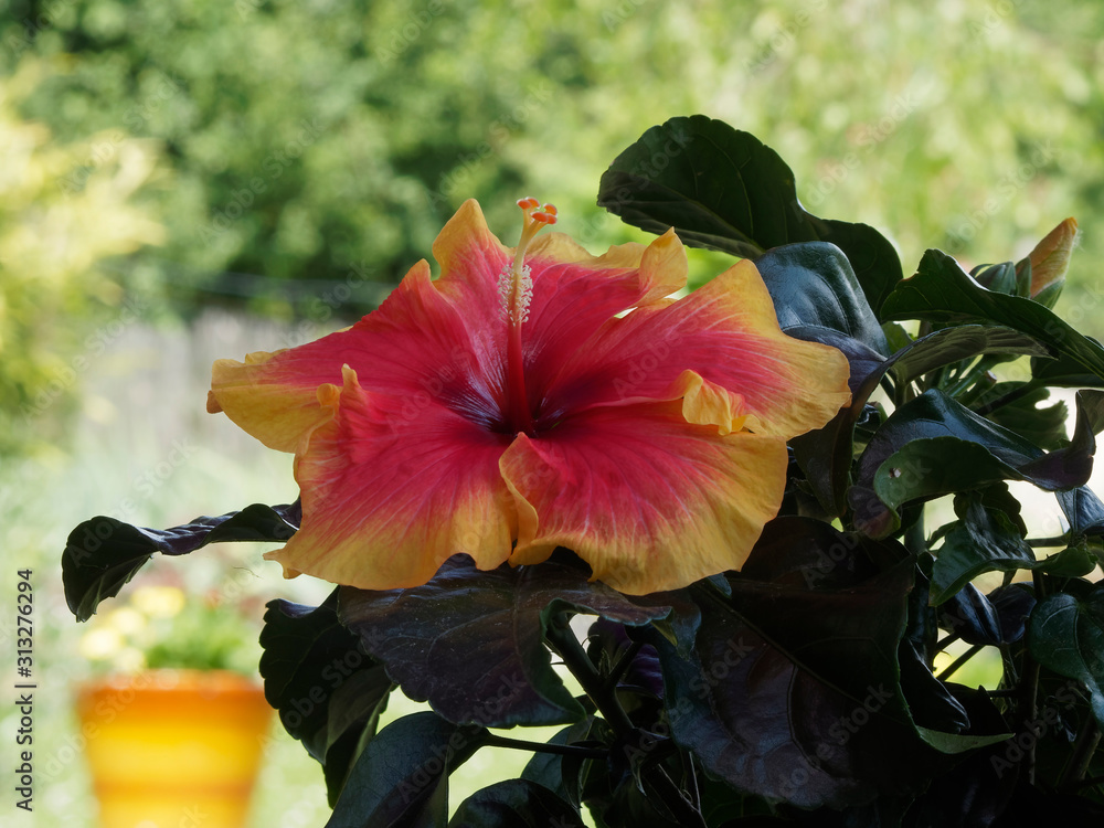 Hibiscus A Grande Fleur