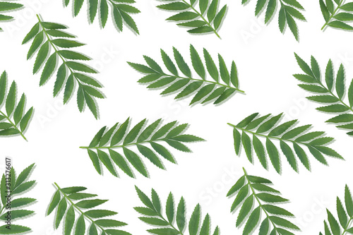 Green leaves pattern on white background. Flat lay.